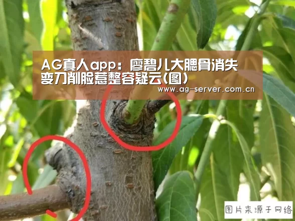 AG真人app:廖碧儿大腮骨消失 变刀削脸惹整容疑云(图)(图2) AG真人下载